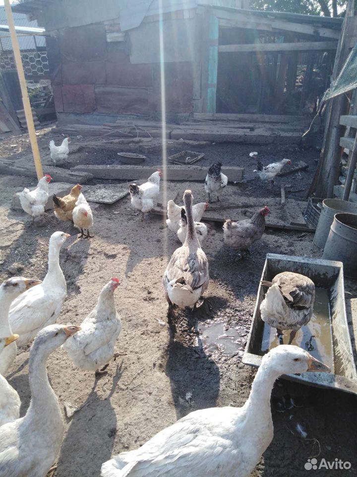 Гуси, куры, цыплята, утки купить на Зозу.ру - фотография № 2