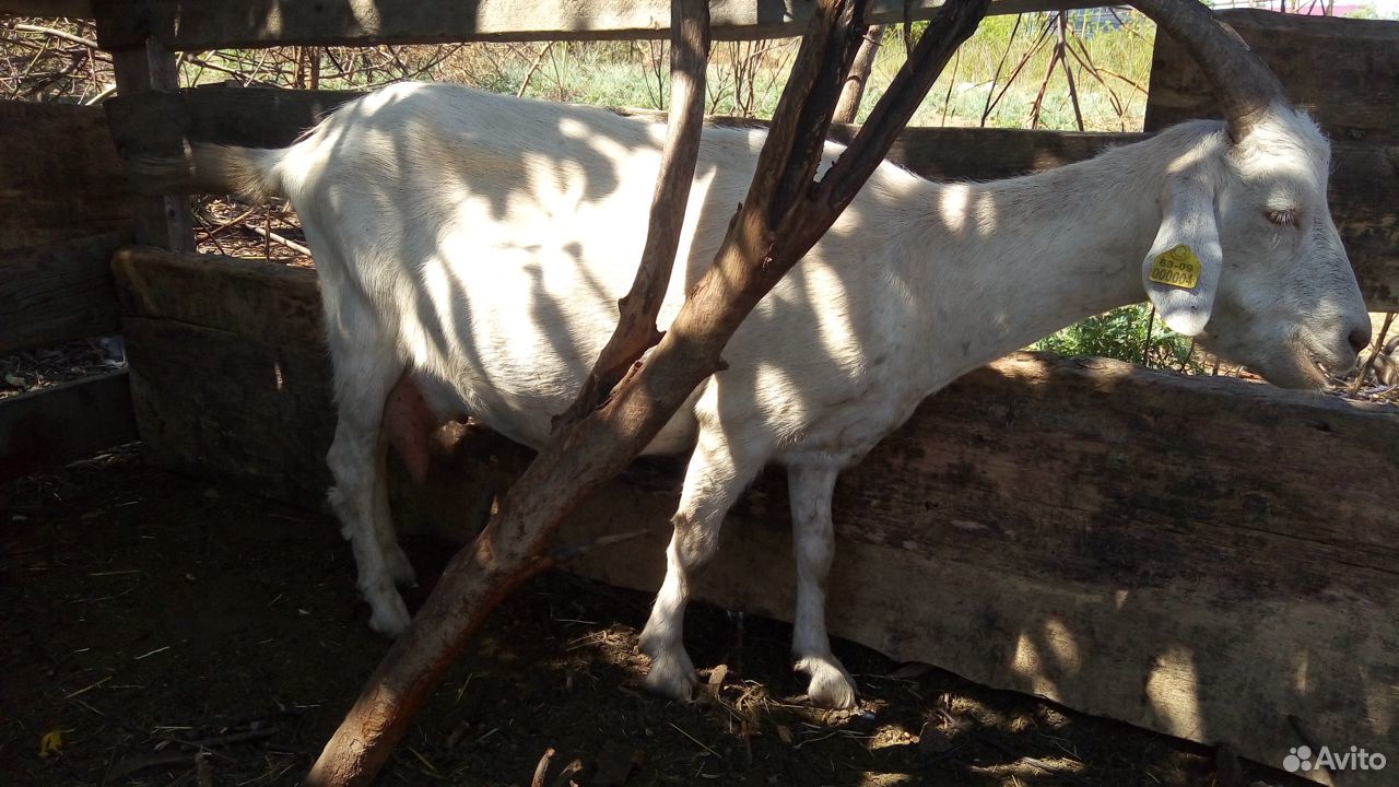 Молочные козы и козлята от молочных коз купить на Зозу.ру - фотография № 2
