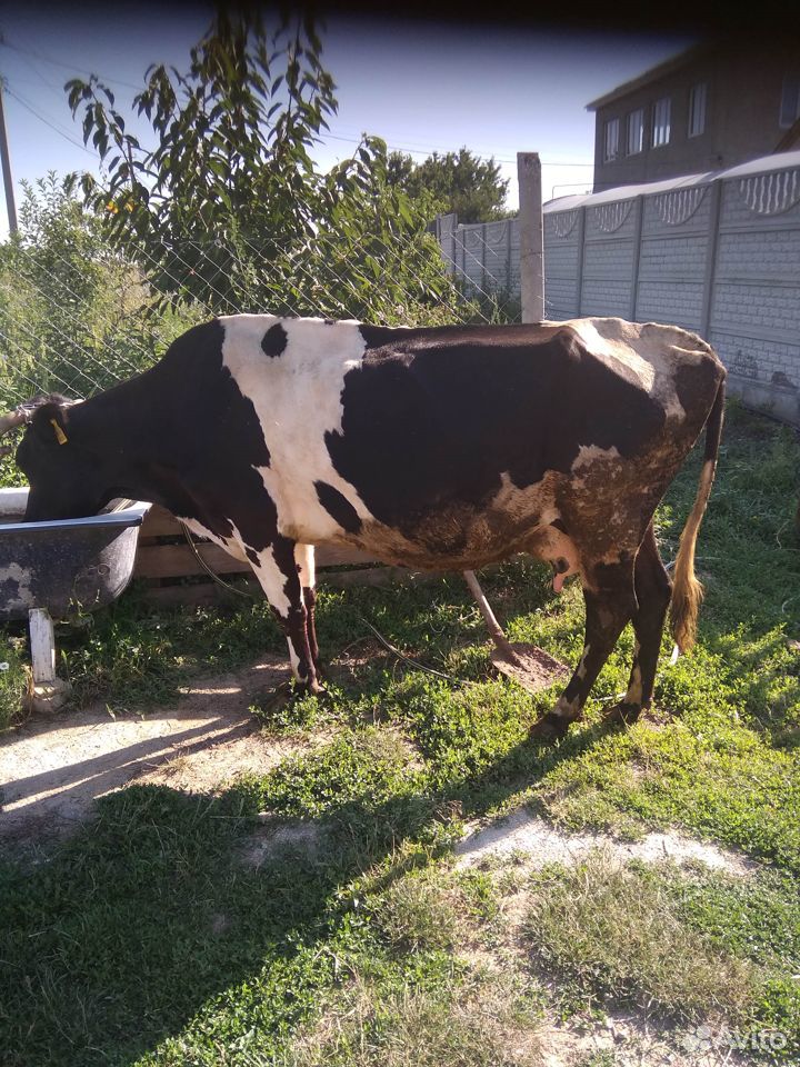 Продам молочную корову купить на Зозу.ру - фотография № 3