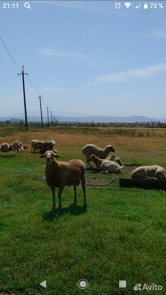 Бараны овцы ягнята купить на Зозу.ру - фотография № 1