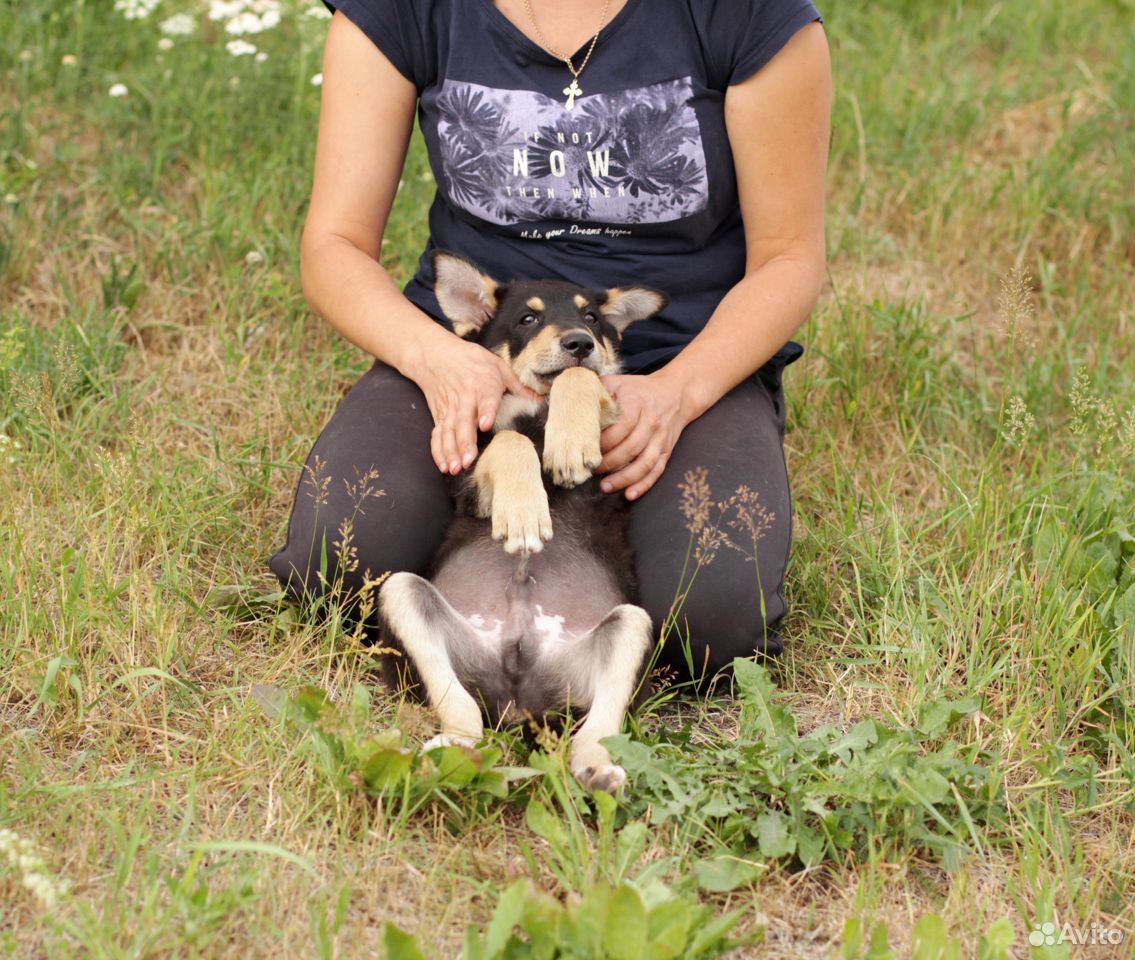 Домовитый щенок Добби в добрые руки купить на Зозу.ру - фотография № 9
