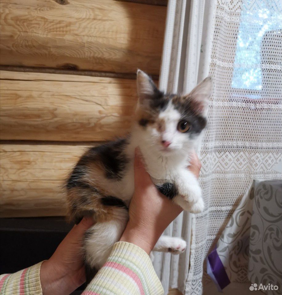Котенок (кошечка) 2-3 месяца купить на Зозу.ру - фотография № 3