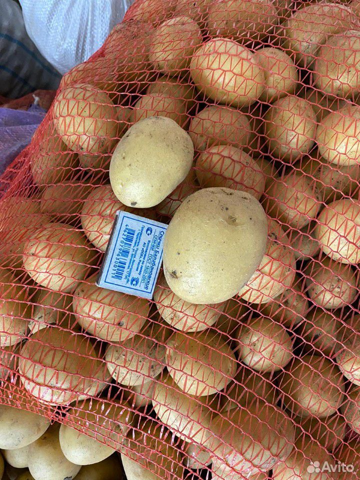 Картофель купить на Зозу.ру - фотография № 5
