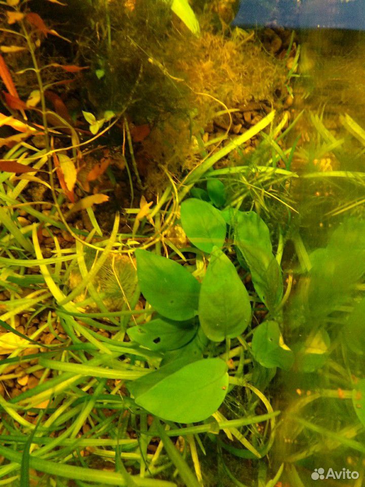 Аквариумное растение анубиас купить на Зозу.ру - фотография № 2