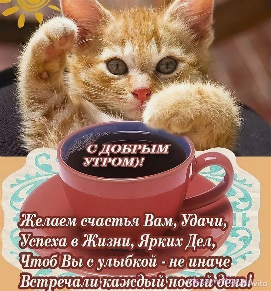Отдам в самые добрые руки красивого котенка купить на Зозу.ру - фотография № 1