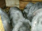 Кролики французский баран объявление продам