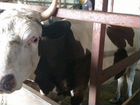 Коровы объявление продам