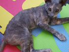 Котёнок Корниш Рекс со всеми атрибутами объявление продам