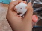 Маленькие крысята объявление продам