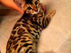 Бенгальский котик ищет хозяина объявление продам