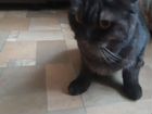 Шотландская вислоухая кошка объявление продам