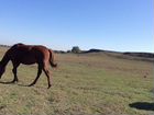 Лошадь порода Данчак цена 70,000тыс объявление продам