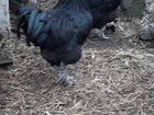 Цыплята Джерси и домашние, петухи на племя объявление продам