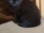 Кошка(черная полосатая) объявление продам