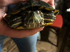 Черепаха красноухая объявление продам