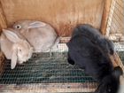 Кролики породы Французский баран объявление продам