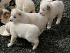 Продаются щенки Среднеазиатской овчарки (алабай) объявление продам