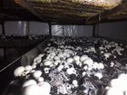 Производство грибов-шампиньонов объявление продам