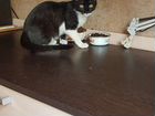 Котенок девочка метиска 5мес черно-белая объявление продам