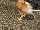 Цыплята несушки ломан браун объявление продам