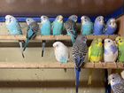 Продаю попугаев разных видов оптом объявление продам
