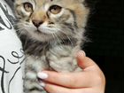 Продам котёнка курильского бобтэйла объявление продам