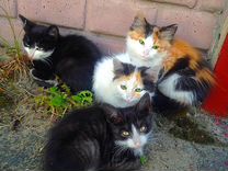 У каких кошек рождаются трехцветные котята. Трехцветный котенок. Котята от трехцветной кошки. Трехцветная кошка с котятами. Котенок черный трехцветный.