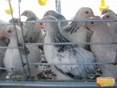 Коксовский инкубатор реализует цыплят