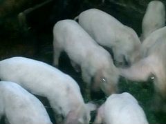 Продаются свиньи привиты