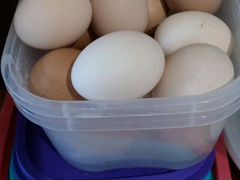 Яйцо инкубационное проверенное от домашних кур