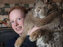 Кролики фландеры Цена за 4 месячного Кролика