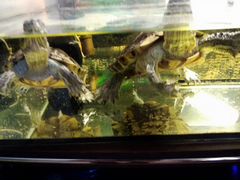 Две Красноухие черепахи с аквариумом и фильтром