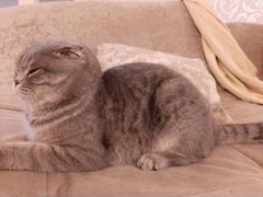Вислоухая шотландская кошка на вязку