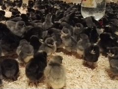 Цыплята и на инкубацию материал