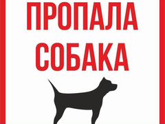 Пропала собака (русская гончая)