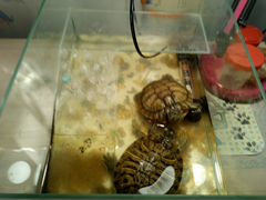 Черепахи месте с оквариумом