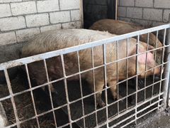 Продаю свиниь кострирыванные порода ландрас