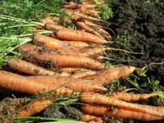 Морковь в обмен на сено