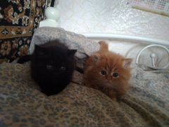 Перс британ кот и кошка маленькие