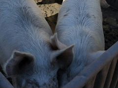 Продам свиней живым весом либо мясом