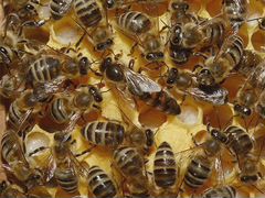 Продам Пчелопакеты и Пчелосемьи на 10 рамках