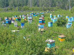 Пчелы улья пасека пчелосемья продам