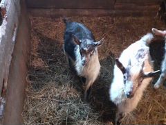 Козочка и козлик рождены 6 февраля, коза с козленк