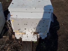 Продам пчел пасека в Ульяновской областе п.Вишневы
