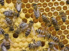 Пчёлы Пчелосемьи Улья