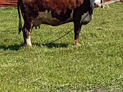 Продажа коровы голштинской породы