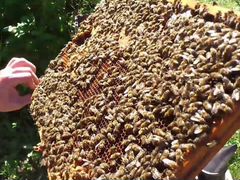 Пчелиные семья