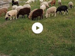 Продажа овец,резка,разделка,смолка головы,жарума