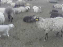 Овцы ягняты бараны козы