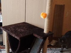 Домик для кошки Когтеточка